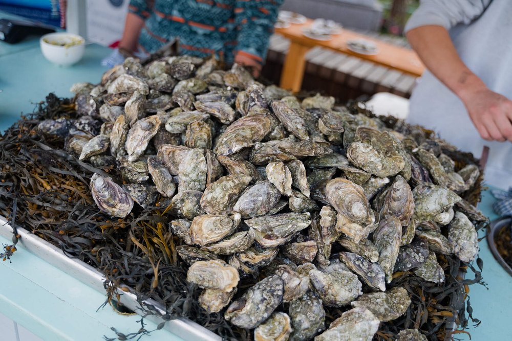 a pile of fresh oysters on a bed of seaweed