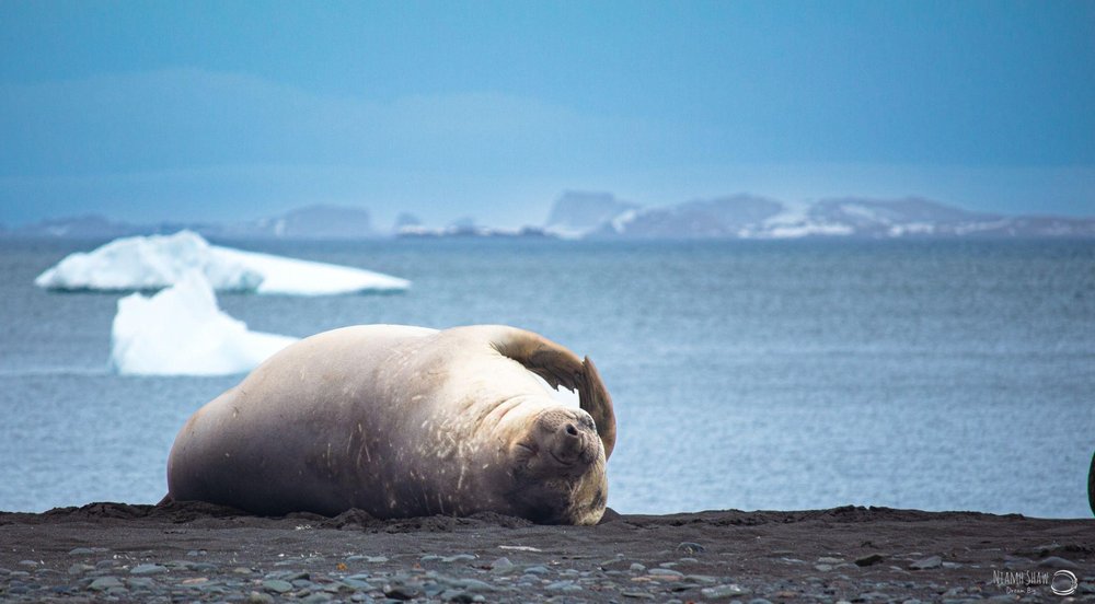 A seal lounges on a rocky shore