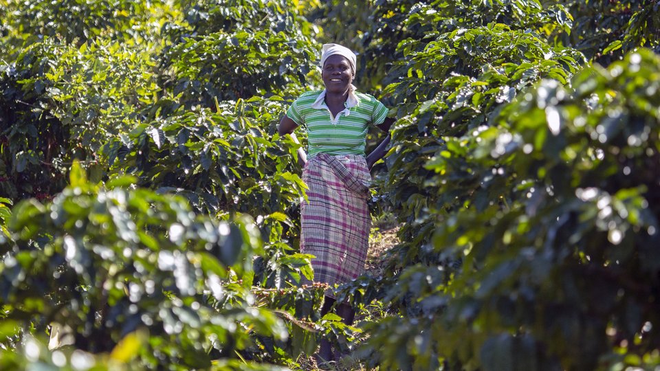 A woman stands among green coffee plants.