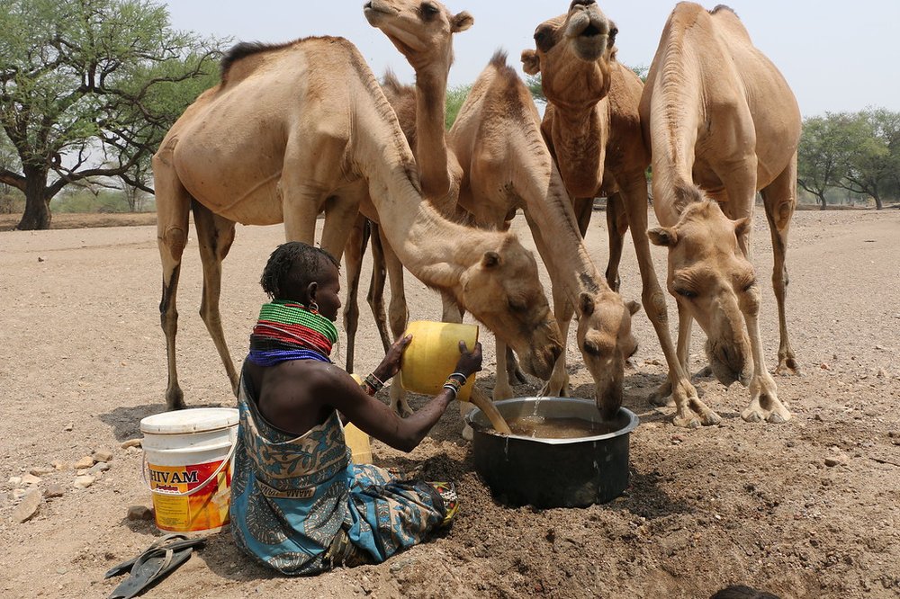 A seated woman pours water into a large bowl from which camels are drinking.