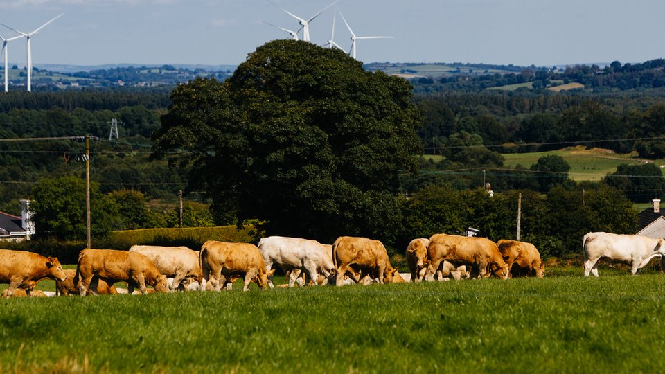 cows grazing in a field with wind turbines going in the background