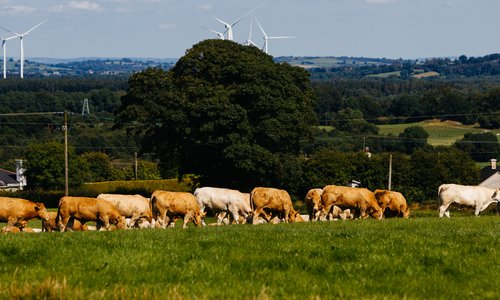 cows grazing in a field with wind turbines going in the background