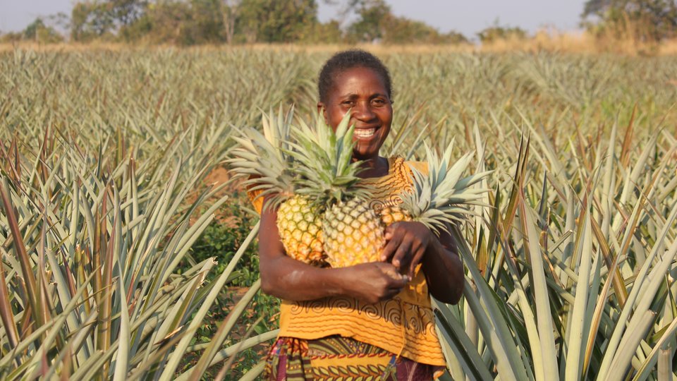 A smiling woman holds large pineapples in her arms as she stands in a crop field.