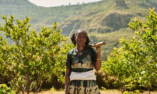 woman in a field as part of an Ethiopian Climate Smart Livelihoods