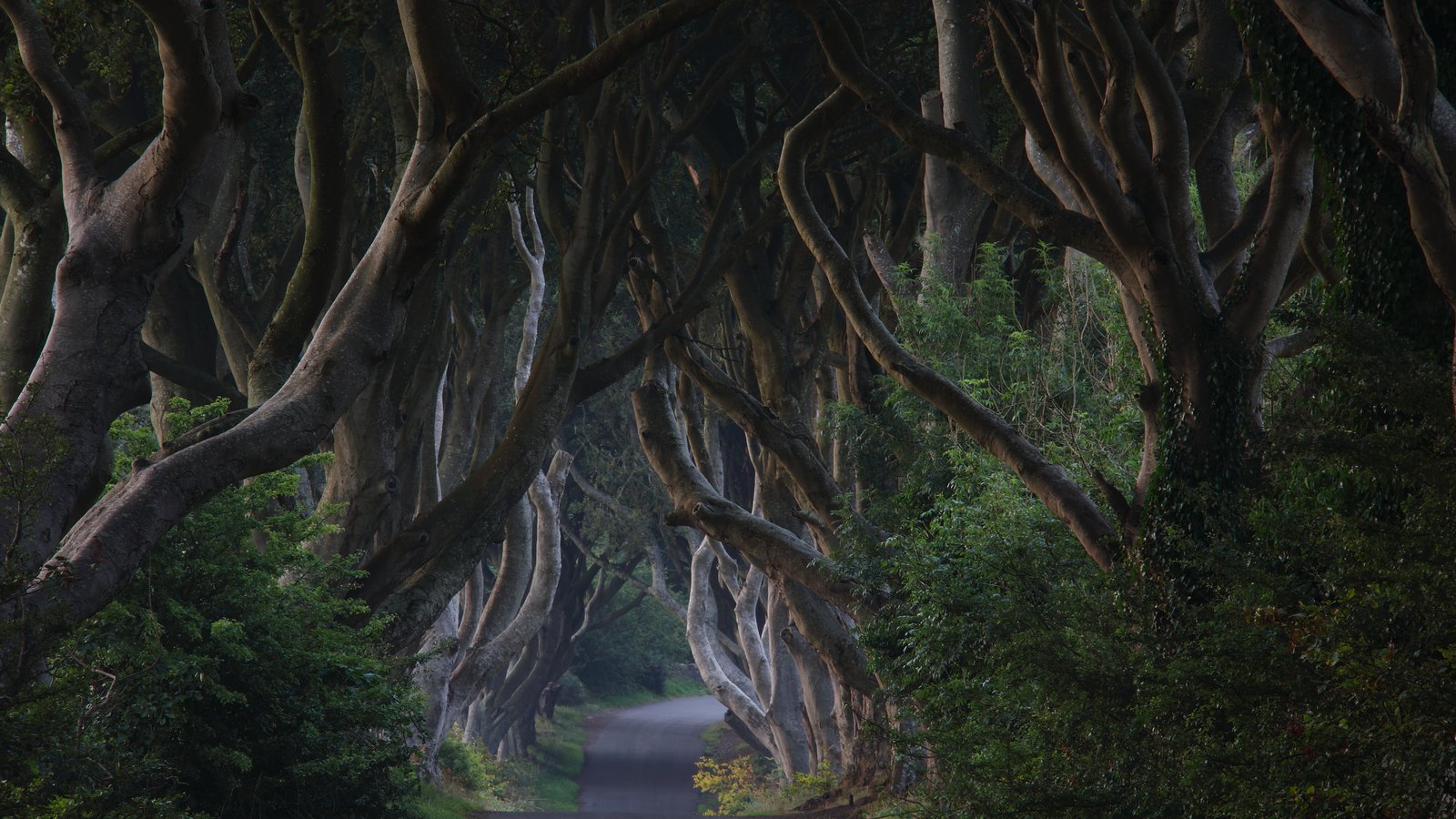 Photo of the Dark Hedges in Antrim