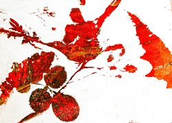 Red and white abstract artwork