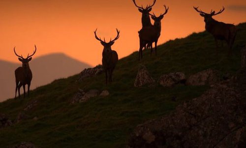 five deer on a hillside at sunset