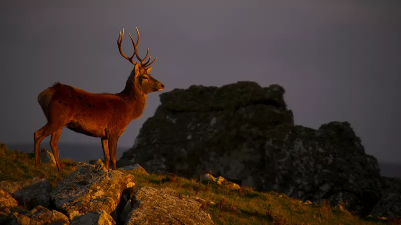 deer on a hillside with a the sun going down and grey clouds