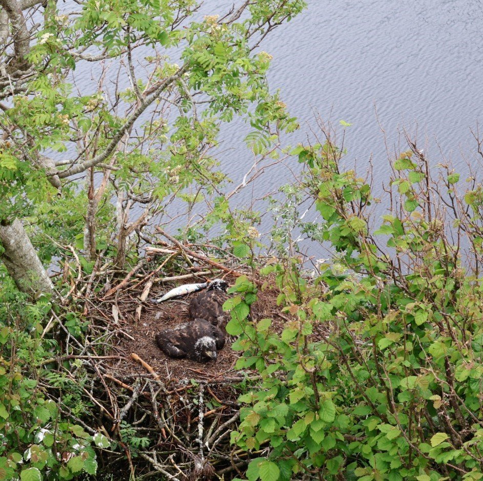 Two eagle chicks in a cliff-edge nest in Trøndelag