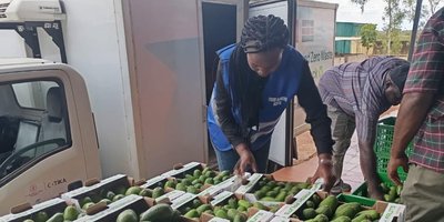 Food bank worker in Kenya organising boxes of avocados.