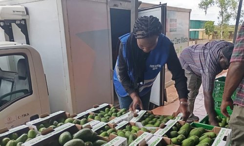 Food bank worker in Kenya organising boxes of avocados.