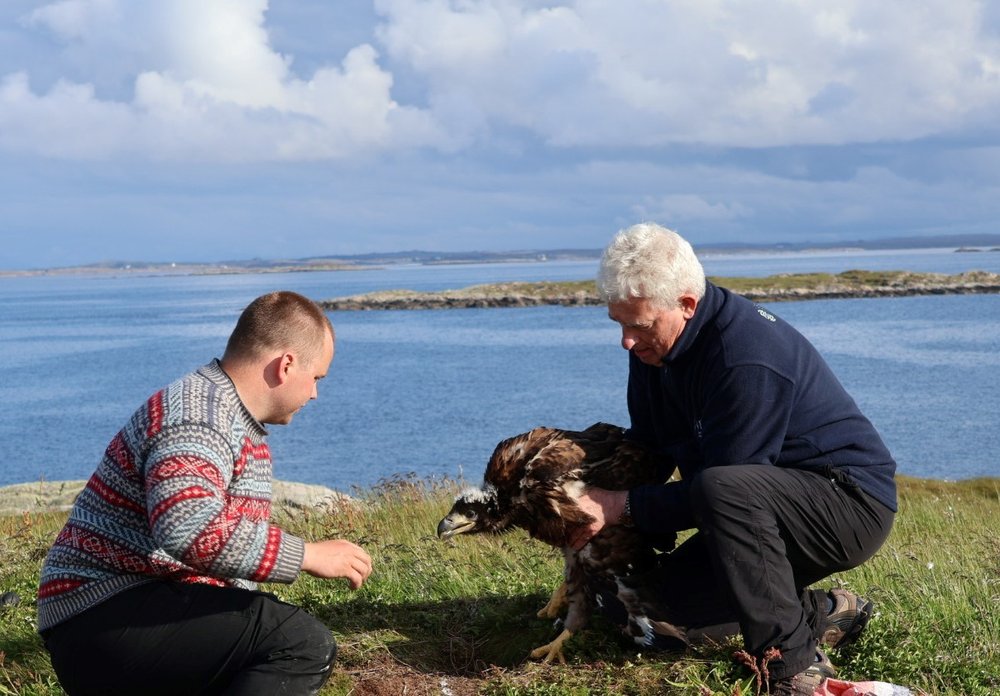 Norwegian volunteer Hans Christian and Padruig O’Sullivan from the National Parks and Wildlife Service collect an eagle chick in Trøndelag
