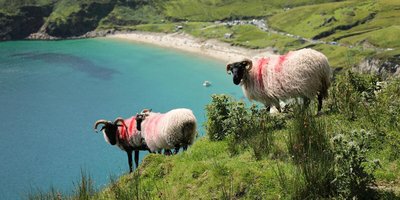 Sheep on the cliffside at Keem Bay, Achill