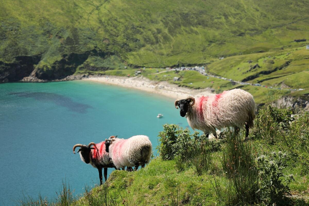 Sheep on the cliffside at Keem Bay, Achill