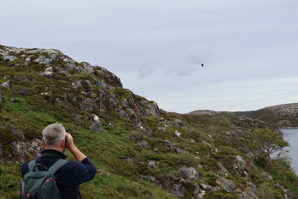 Minister of State O’Sullivan watches adult white-tailed sea eagles in Trøndelag during the final collection of birds for Ireland.