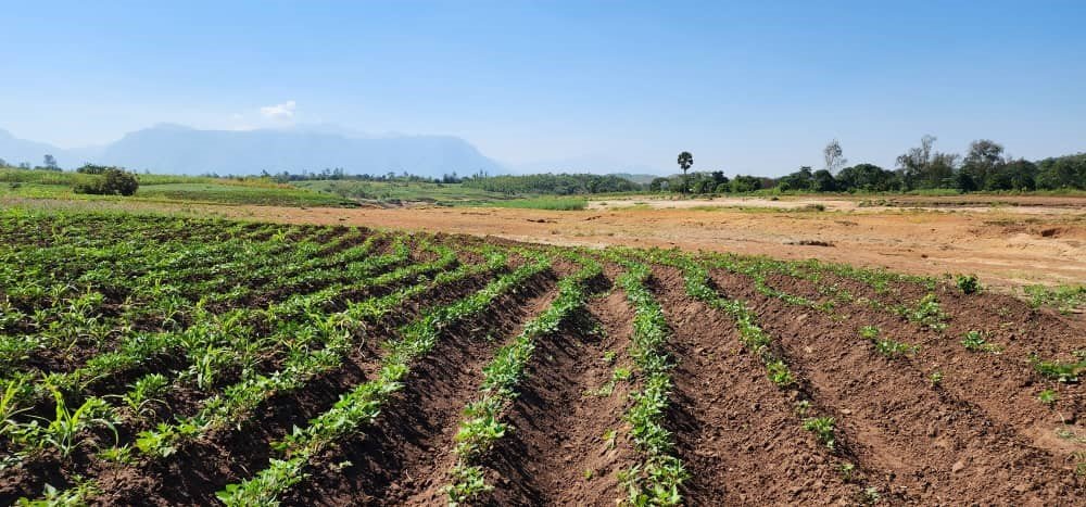 Replanted Field of Sweet Potato