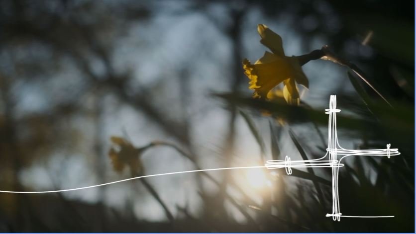 An illustration of a St Brigid's Day cross over an image of a daffodil with the sun streaming around it.
