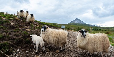 Eight sheep look curiously at the camera, with a mountain in view in the background.