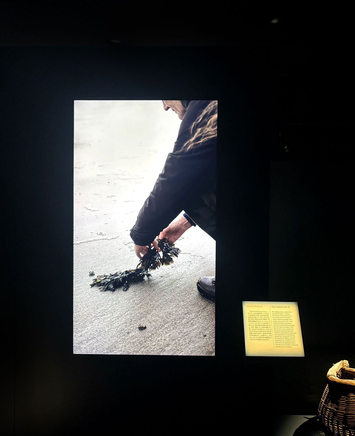 Exhibition image of someone picking up seaweed