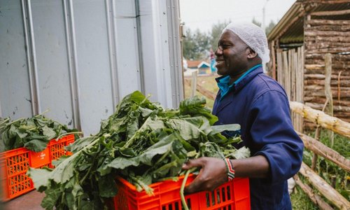 Man carrying red basket full of lettuce leaves.