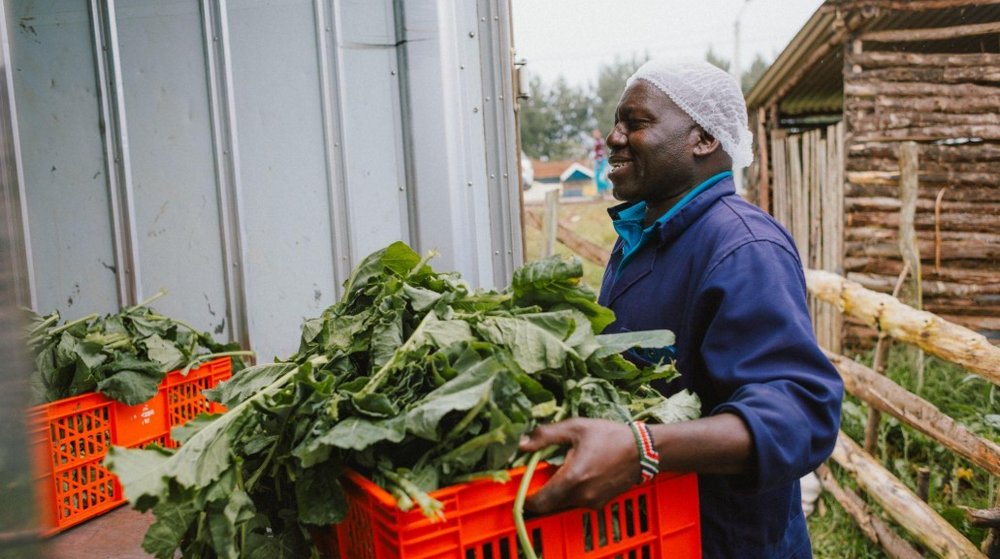 Man carrying red basket full of lettuce leaves.