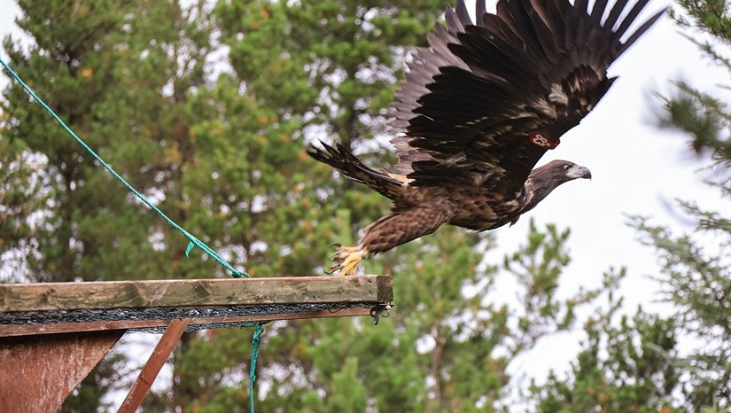 White-tailed sea eagles collected in Norway this summer take flight for the first time in Killarney National Park