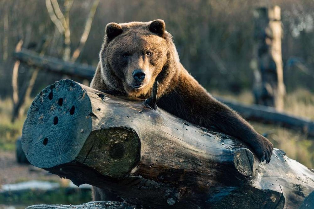 A brown bear plays on a fallen tree.