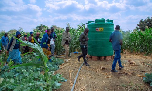 people walking to review water tanks in field of maize plants