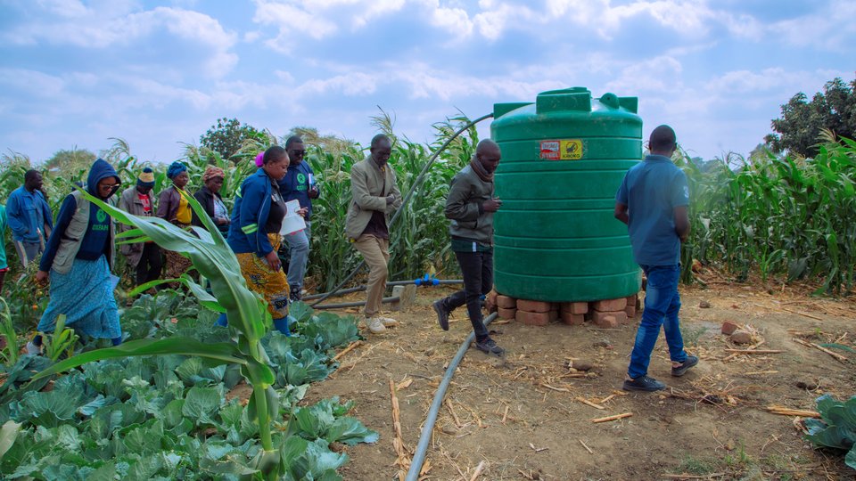 people walking to review water tanks in field of maize plants