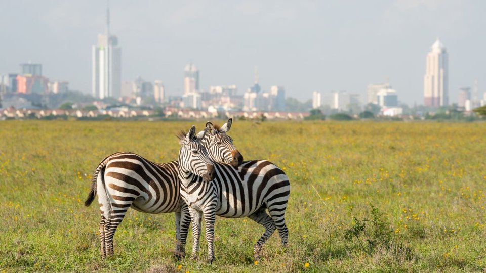 Zebras in Nairobi national park with Nairobi city in the background