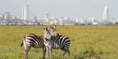 Zebras in Nairobi national park with Nairobi city in the background