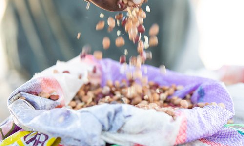 seeds being poured into a bag