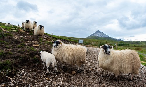 Eight sheep looking curiously at the camera with a mountain visible in the background